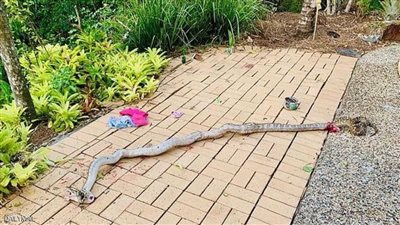 هجوم شرس على طفل والأب ينقذ الموقف