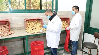 «الزراعة»: فحص ٦٤ ألف طن تقاوي بطاطس من العفن البني 