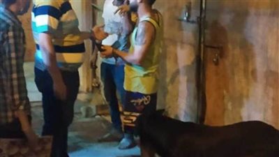 مفاجأة.. مصادرة كلبين لعدم وجود الكمامة على فكهما في الإسكندرية 