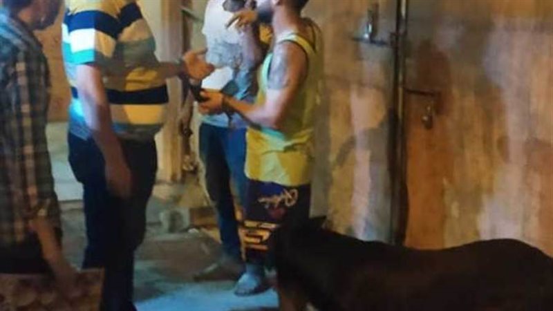 مصادرة كلبين بالإسكندرية