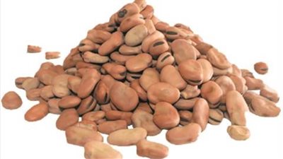 عاجل.. لهذا السبب وقف تصدير الفول بكافة أنواعه لـ3 أشهر 