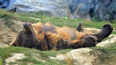 «العين السريعة».. هل تحلم الحيونات أثناء نومها؟