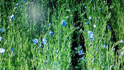 أهم 3 نصائح لمزارعين الكتان خلال هذه الفترة من العام تعرف عليها 