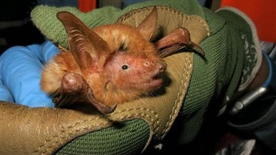 لم تسبق رؤيته من ذي قبل.. علماء يكتشفون جرذا 