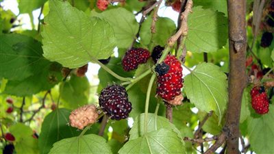 بمشاركة 300 متدرب.. الزراعة والوادى الجديد تفعلان مبادرة زراعة التوت وإنتاج الحرير الطبيعي