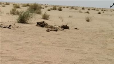 عاجل.. «سمموه ودفنوه بصحراء الفيوم».. ضبط المتهمين بقتل سائق تاكسي من القليوبية