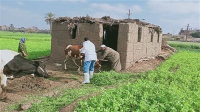 بالصور | تحصين أكثر من 2 مليون رأس ماشية ضد 