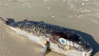 عاجل | بالفيديو | 