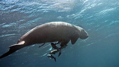 بالصور | محميات البحر الأحمر تنجح في انقاذ 