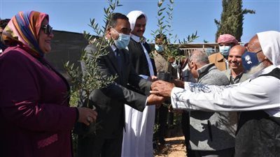 الزراعة: بحوث الصحراء يوزع ٥٠ الف شتلة زيتون مجانا علي مزارعي مطروح وسيوة