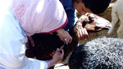 6 مليون جرعة تحصين .. وزارة الزراعة تسيطر على مرض الحمى القلاعية