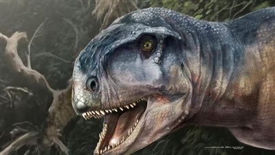  عاش قبل 85 مليون سنة .. العثور على جمجمة 