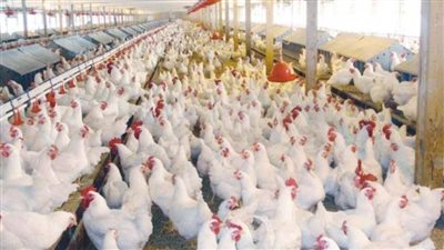 وزارة الزراعة تقدم نصائح لمربي الدواجن والأسماك لمواجهة درجات الحراراة 