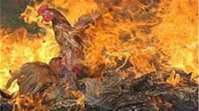 حريق هائل بإحدى مزارع الدواجن بقرية كفر سعد بدمياط