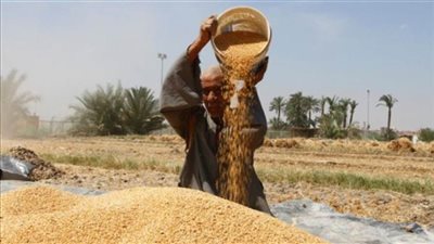 التموين : عقوبات رادعة لمن يثبت قيامه بخلط الاقماح سواء بمحصول قديم او مستورد  