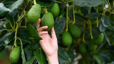 أبرزها الأفوكادو والخضراوات الورقية .. الأطعمة التي تحارب الالتهابات