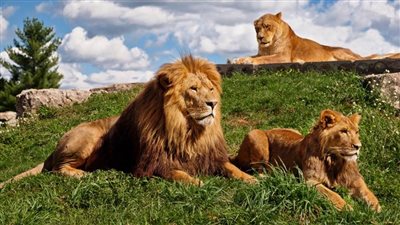 «انتقل للحيوانات».. الهند تُعلن إصابة 8 أسود بفيروس كورونا