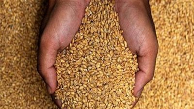 عودة للعمل ثالث أيام العيد.. التموين تُعلن استلام 2.2 مليون طن قمح حتى الآن
