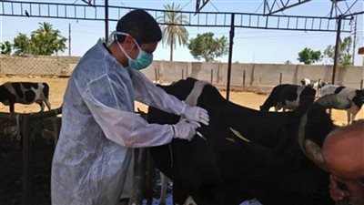 الزراعة: تحصين أكثر من 2 مليون رأس ماشية ضد مرض الجلد العقدي وجدري الأغنام