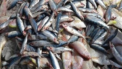 انتشار أسماك فاسدة بالأسواق.. الحكومة ترد