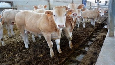 بمناسبة عيد الأضحى.. استيراد 96 ألف رأس عجول أبقار و70 ألف رأس أغنام 