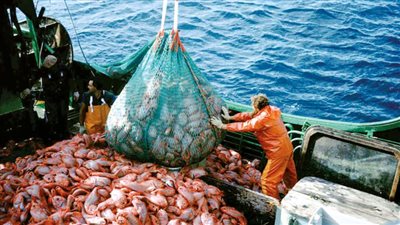 الثروة السمكية تنظم ورشة عمل للتوعية من صيد الكائنات البحرية المعرضة للانقراض