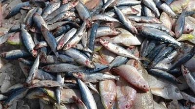 ضبط طن ونصف سردين فاسد قبل طرحه في الأسواق بالقليوبية
