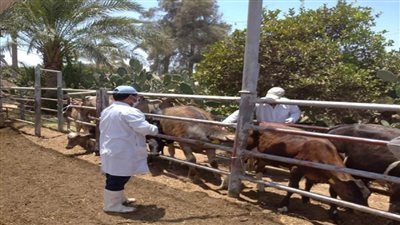 بالصور | الزراعة: تحصين أكثر من 1.8 مليون جرعة ضد الحمي القلاعية والوادي المتصدع 