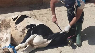 3 آلالف جنيه غرامة في حالة ذبح الأضحية في الشارع وعدم الذهاب للمجزر