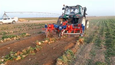 الزراعة: استمرار حصاد البنجر في مشروع غرب المنيا خلال إجازة العيد
