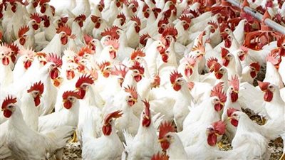 تعرف على أسعار الدواجن بالسوق المحلي اليوم ٢٥ يوليو 