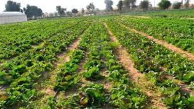 الزراعة تكشف خطتها للتغلب على محدودية المياه