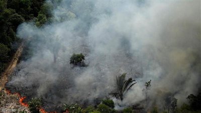 2.5 مليار شجرة ماتت في 