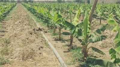 وزارة الزارعة تُعلن بدأ العمل لتطوير مليون فدان بنظام الري الحديث في الوادي والدلتا (فيديو)