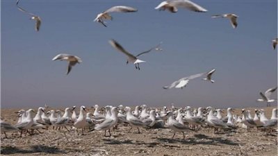 بالصور | بدء موسم رصد وتسجيل الطيور المهاجرة من أوروبا خلال الخريف