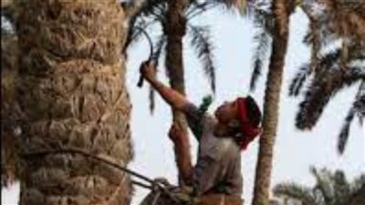 مصرع شاب سقطت به نخلة أثناء جمعه ثمارها فى كرداسة