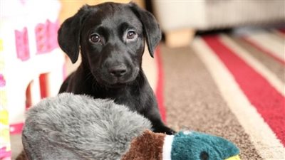 لهواة الحيوانات الاليفة.. تعرف علي أهم دواعي زيارة العيادة البيطرية