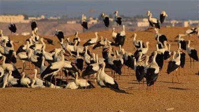 رصد أولى أسراب الطيور المهاجرة بمحميات جنوب سيناء