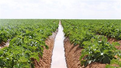 الإفراط في الري ممنوع.. توصيات البحوث الزراعية عند زراعة البطاطس