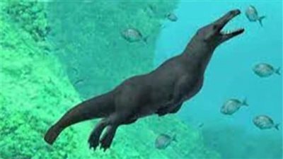 اكتشاف حوت بـ4 أرجل ..عاش في مصر قبل 43 مليون سنة