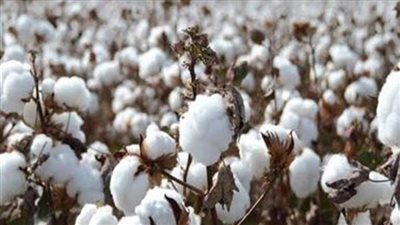 قطاع الأعمال: 4630 جنيهًا سعر القنطار في أول مزاد للقطن بالوجه البحري