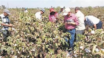 الفلاحين: اشتعال أسعار القطن سيشجع المزارعين للعودة لزراعته في الموسم المقبل