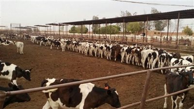 وزير الزراعة يوافق على صرف وتمويل 128 مليون جنيه للمشروع القومي للبتلو 