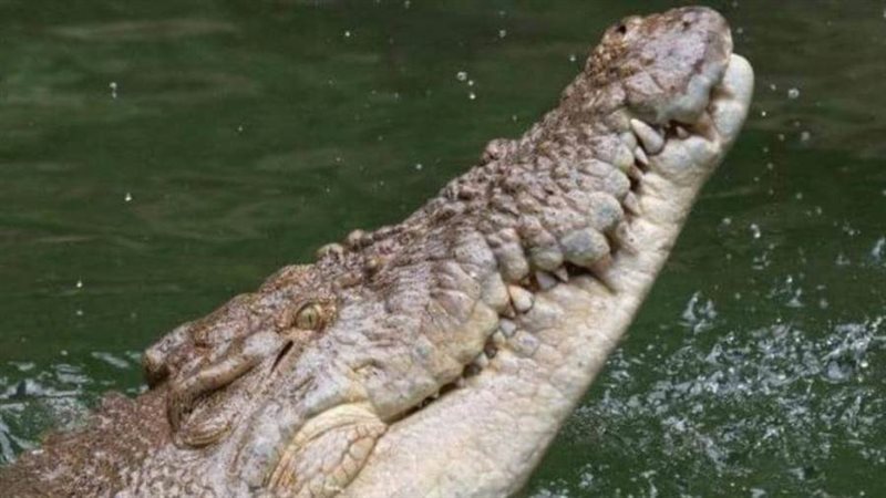 أرشيفية