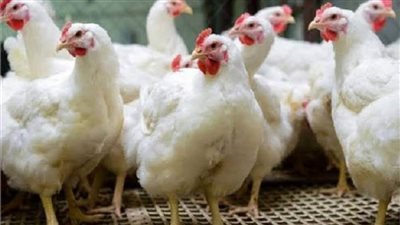 أسعار الدواجن في السوق المحلية اليوم الثلاثاء