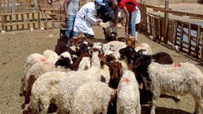 تحصين نصف مليون رأس من الأغنام ضد طاعون المجترات الصغيرة