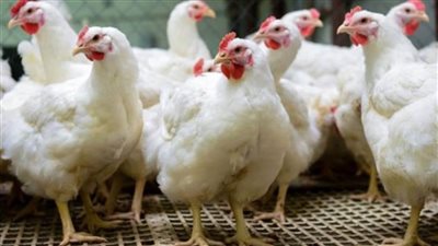 وزير الزراعة يعلن موافقة الإمارات على استيراد الدواجن المصرية المصنعة ومنتجاتها 