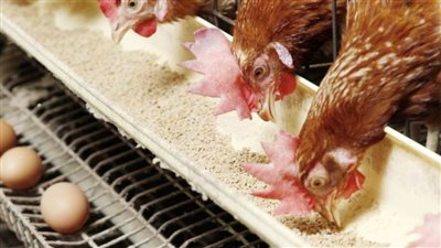 الفراخ بـ 33 جنيهًا.. تعرف على متوسط أسعار أهم السلع الغذائية خلال شهر