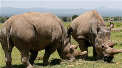 شاهد..آخر أنثيين من وحيد القرن بالعالم فى انتظار التلقيح للحفاظ على السلالة