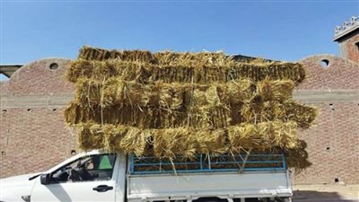 وزيرة البيئة : إجراءات قانونية تجاه 12 مزارعا قاموا بحرق قش الأرز (صور)